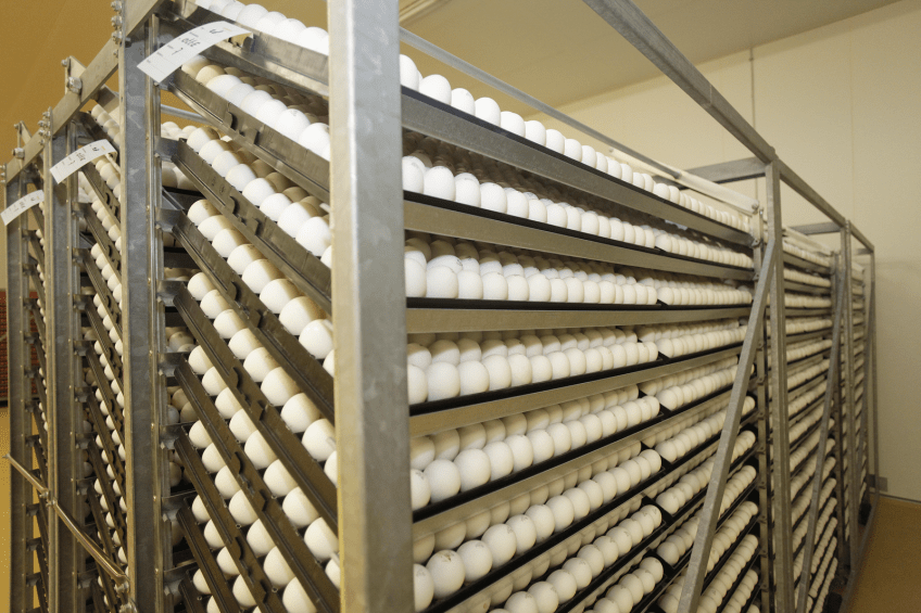 Preincubation to improve hatchability Poultry World
