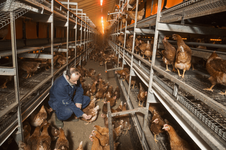 Reducing ammonia emissions in poultry Poultry World