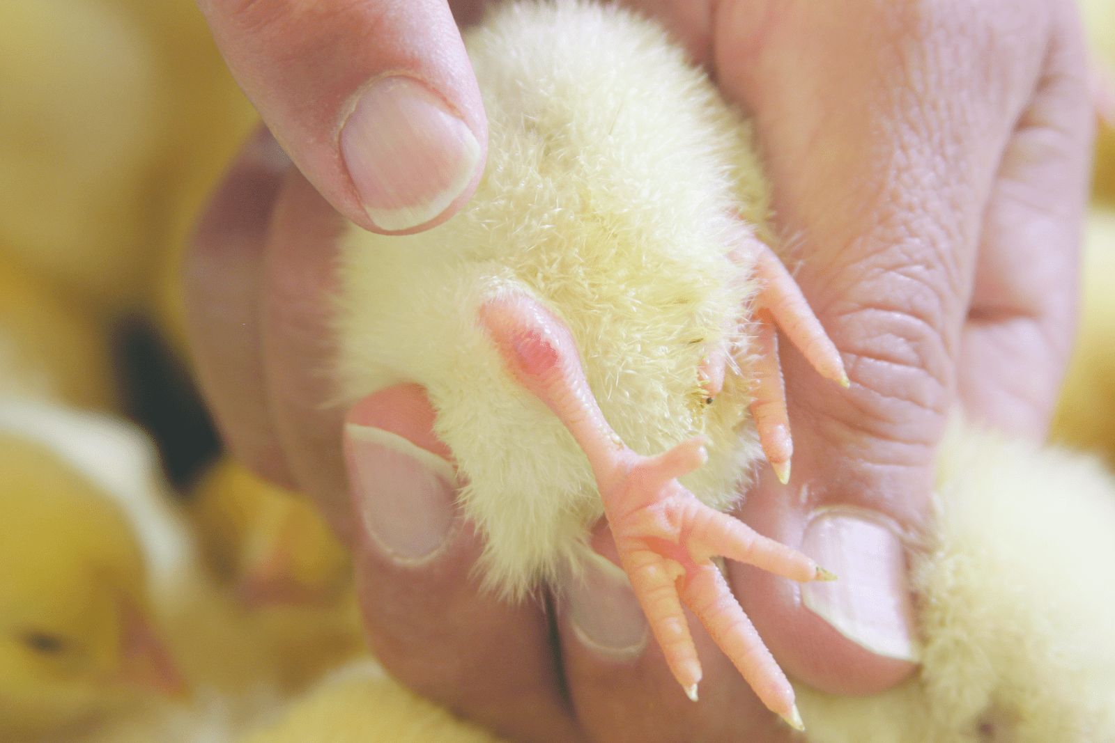 Red hocks or spots Poultry World