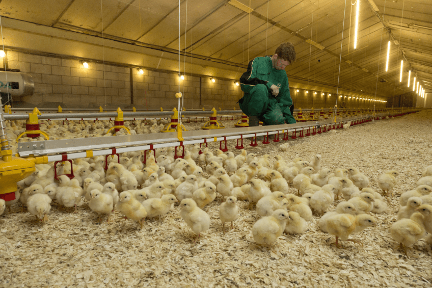 Dry litter largely depends on management skills Poultry World
