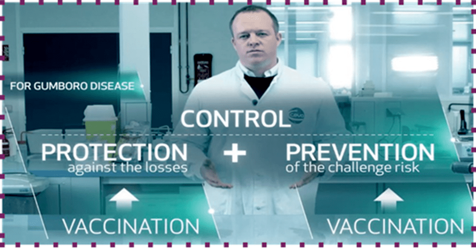 Gumboro disease control Vaccination of the broilers Poultry World
