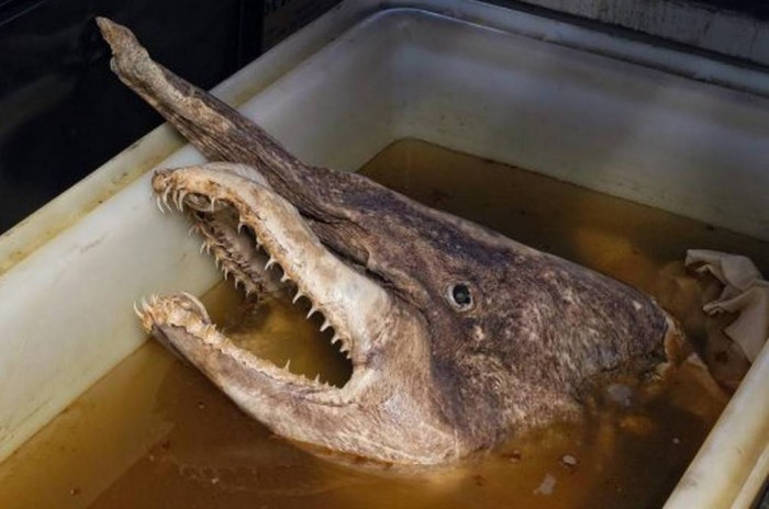 Have You Ever Seen Such a Scary & Goblin Shark with Two Faces?