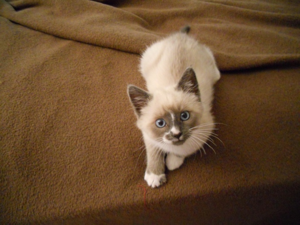 The Rare Snowshoe Cat & Its Unique Characteristics Pouted Magazine