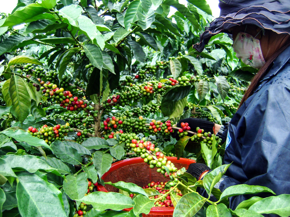 Top 10 Coffee Producing Countries in the World