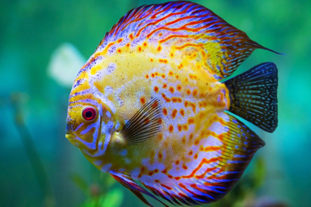 Top 10 Most Beautiful Colorful Fish Types