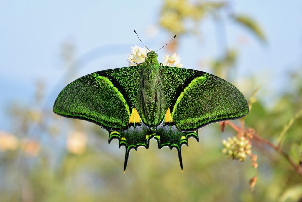 Top 10 Most Beautiful Colorful Butterflies Species