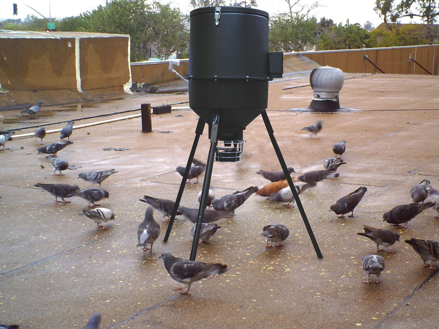 Pigeon Population Control Explore The Most Effective Methods