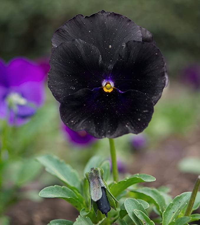 Ten of the most charming black flowers in 2022