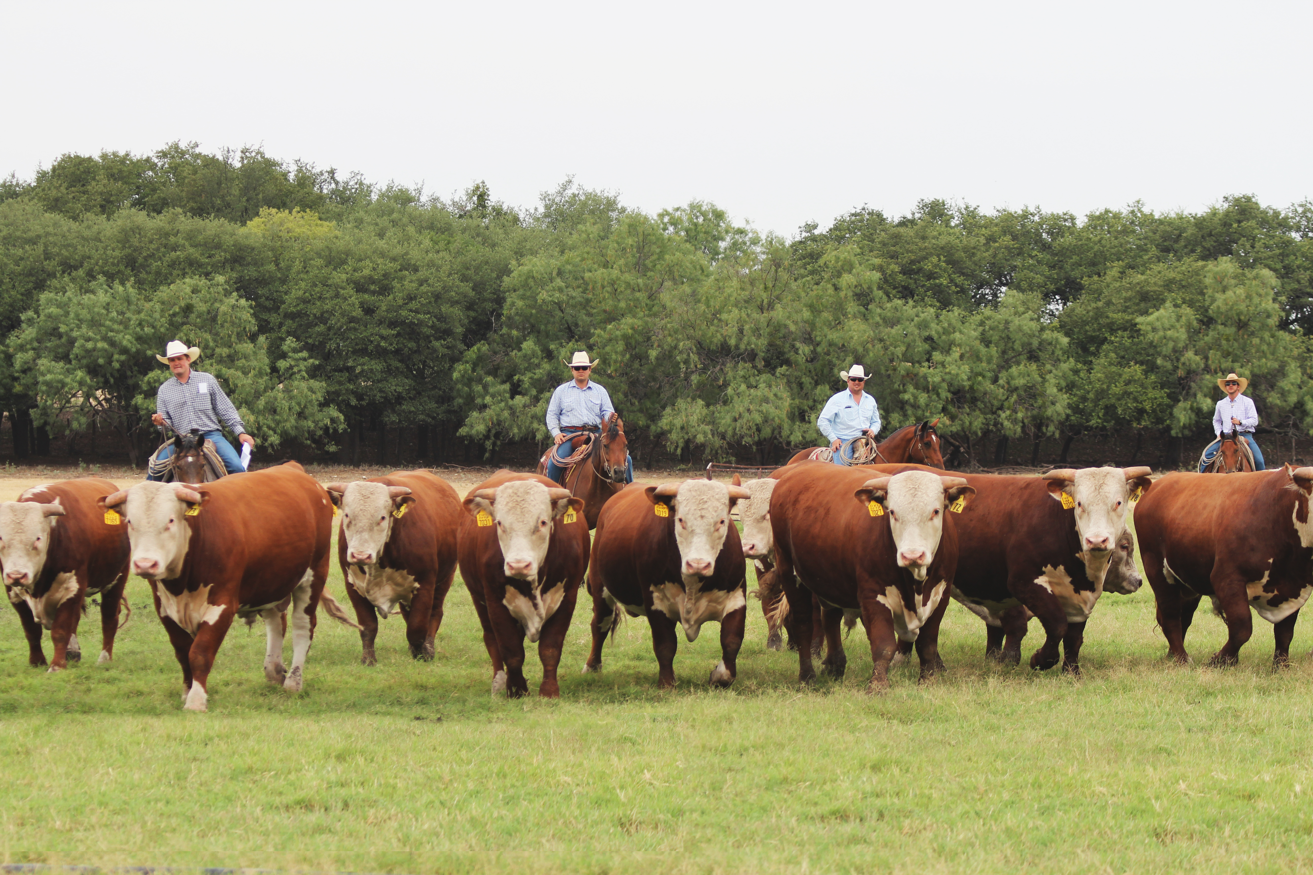 2018 Bull Sale Powell Ranches