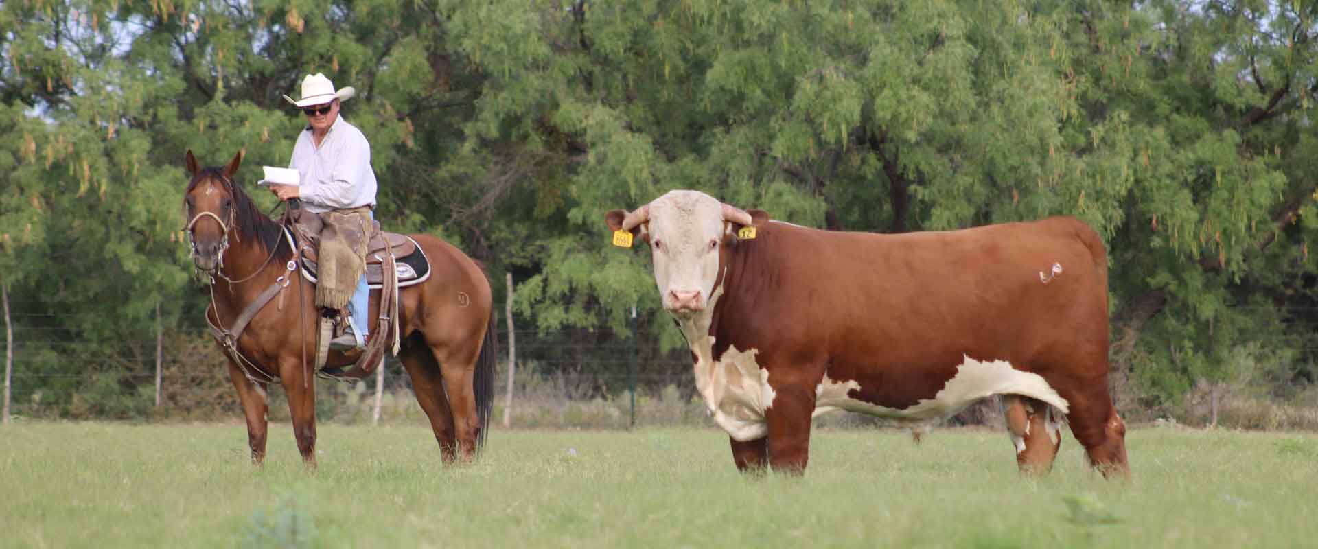 to Powell Herefords! Powell Ranches