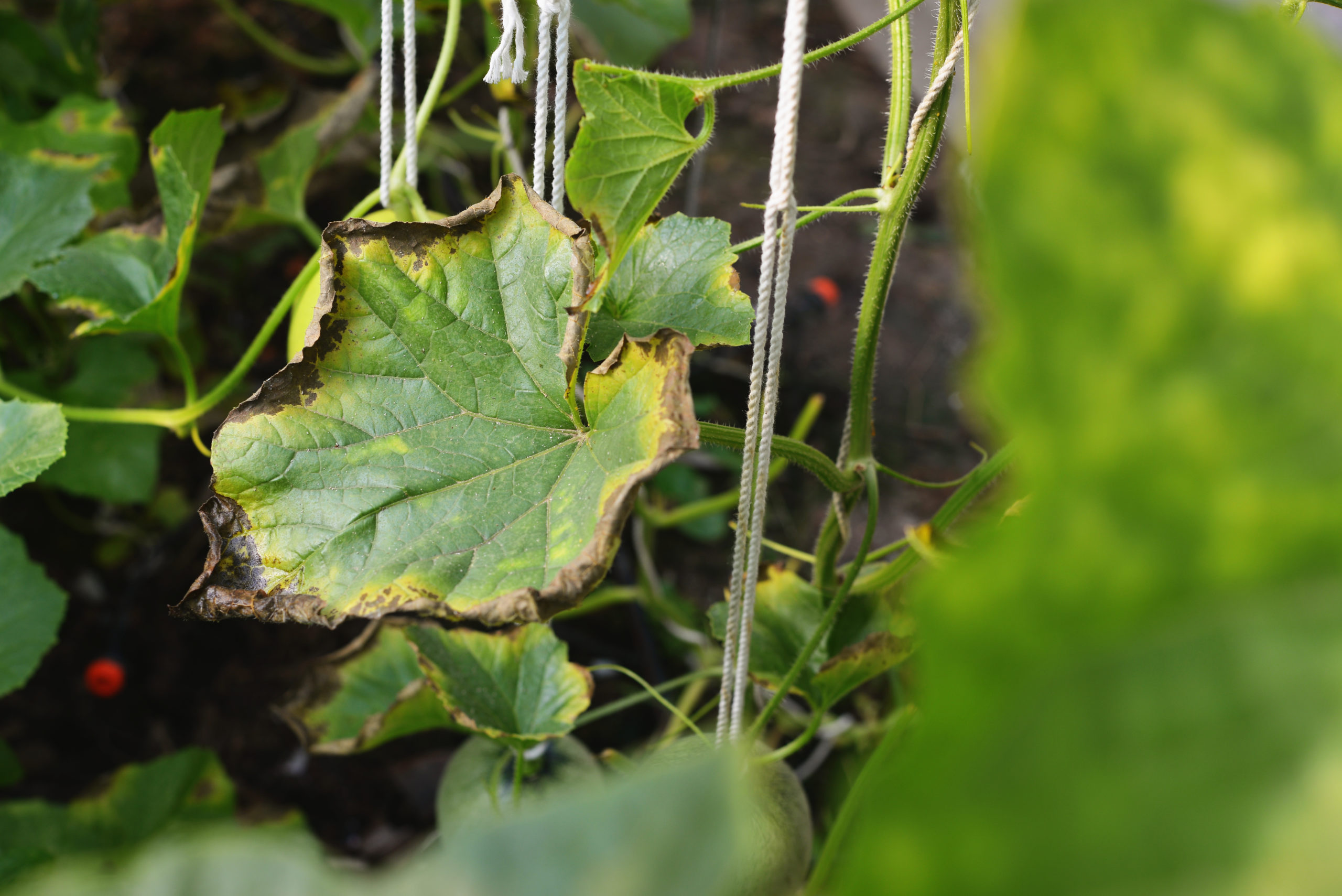 Guide to Calcium Deficiency in Cucurbits PowerAG