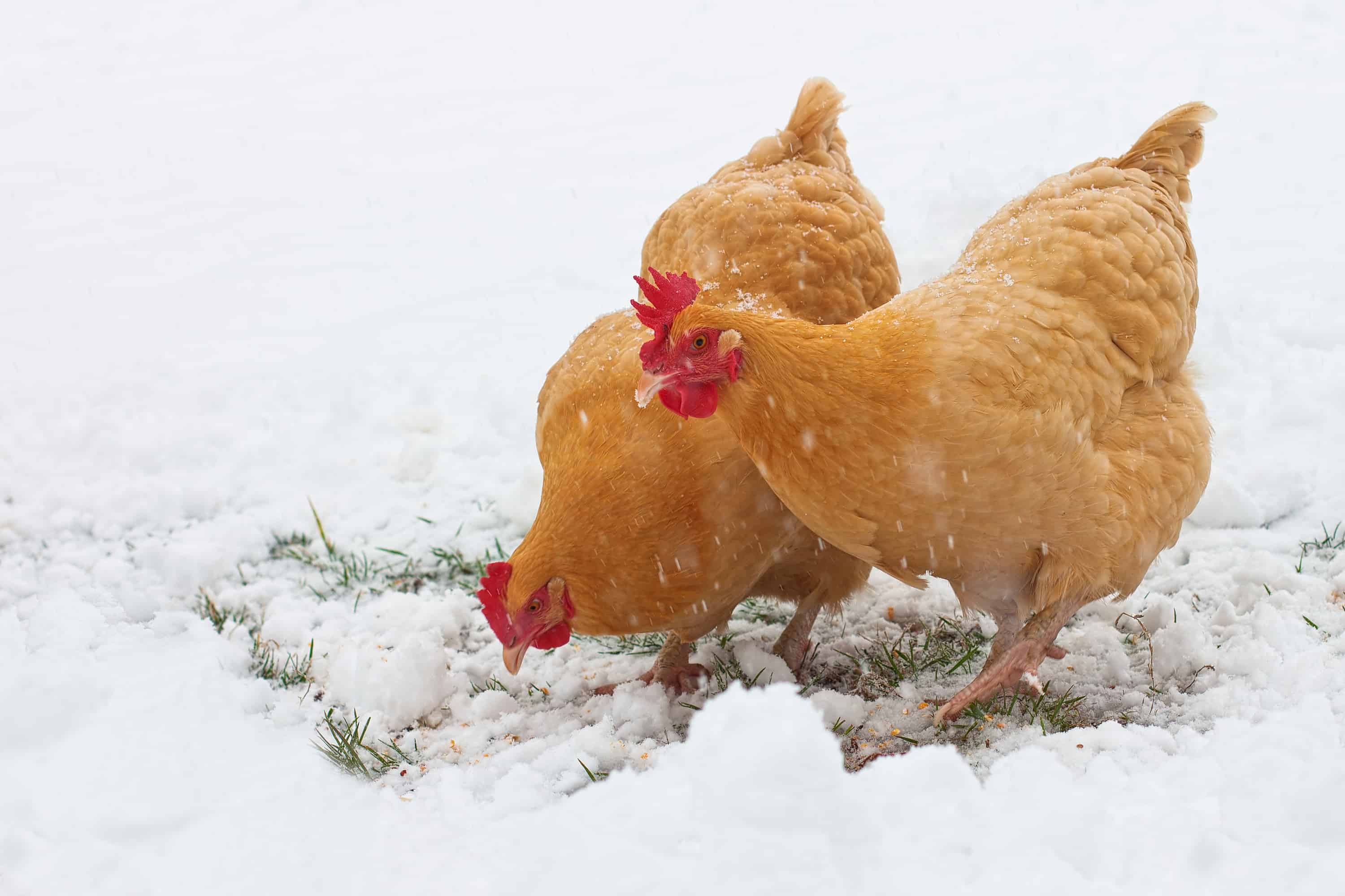 7 Best Ways to Keep Your Chickens' Water From Freezing Powerblanket