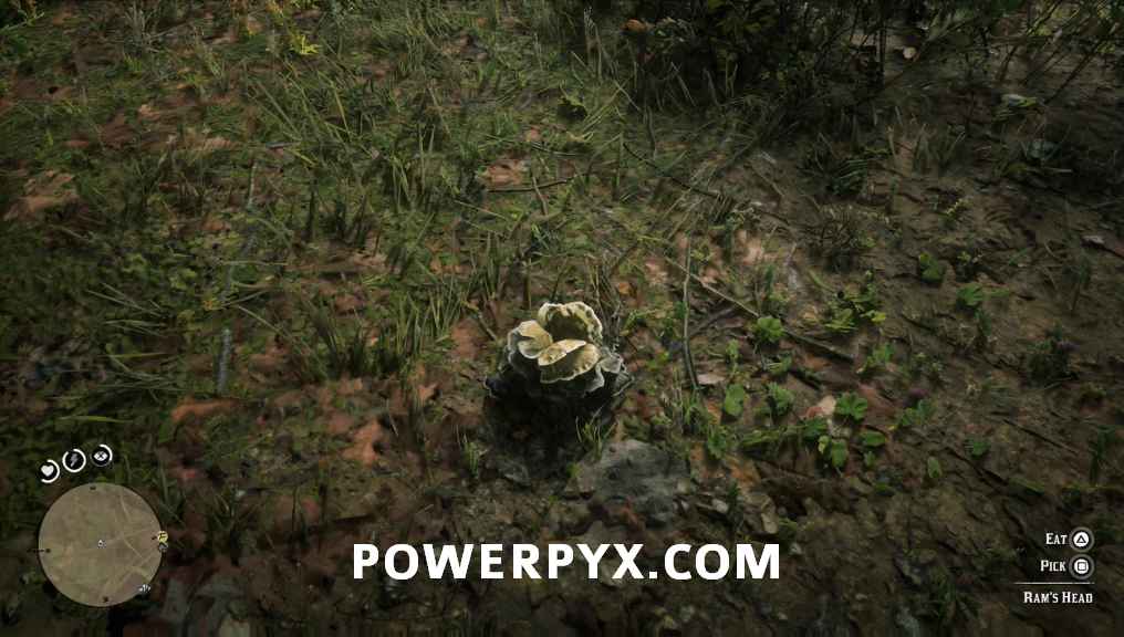 33+ Red Dead Redemption 2 Moccasin Flower Orchid Locations Images