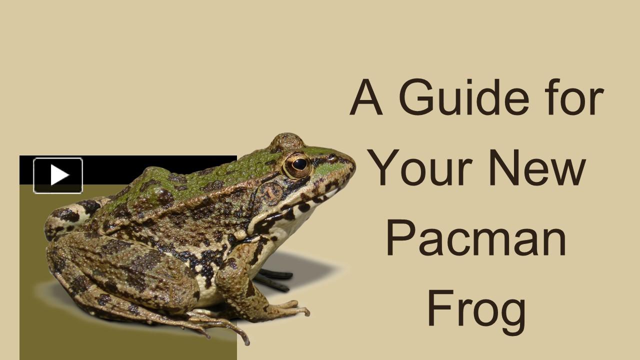 PPT Find out the Guide for Your New Pacman Frog PowerPoint