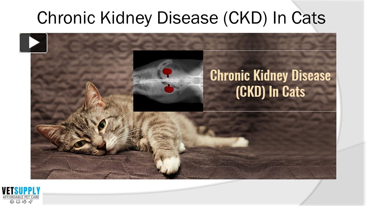 PPT Know all about Chronic Kidney Disease (CKD) In Cats VetSupply PowerPoint presentation