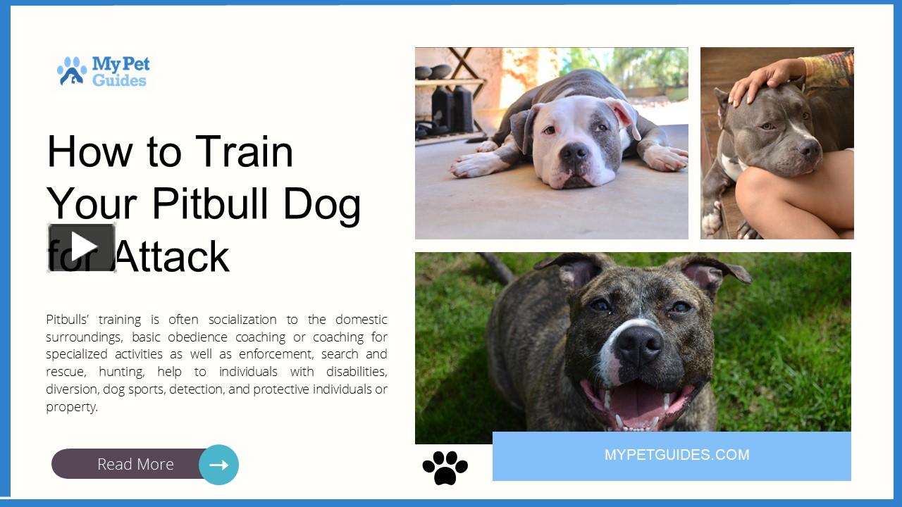 PPT How to Train Your Pitbull Dog for Attack PowerPoint presentation