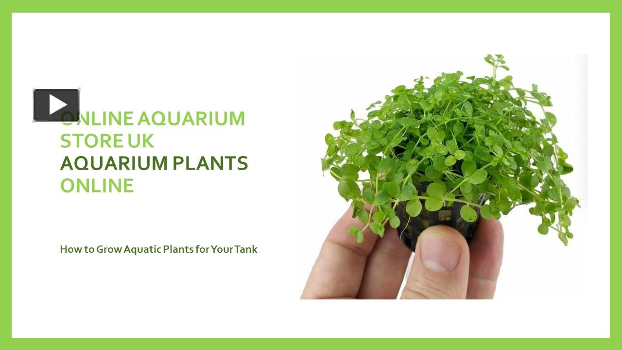 PPT Online Aquarium Store UK PowerPoint presentation free to