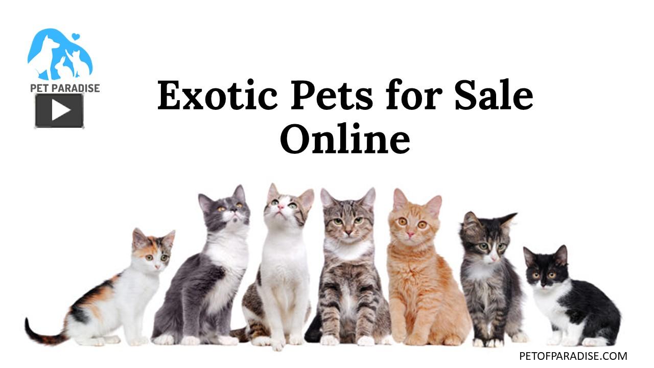 PPT Finding to Buy Exotic Pets Online Pet of Paradise PowerPoint