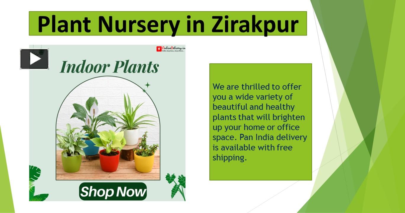 PPT Plant Nursery Indoor Plants Nursery Plant in Zirakpur