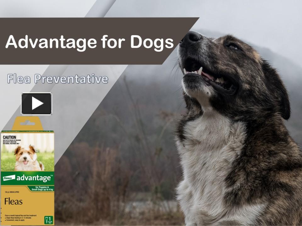 PPT Advantage for Dog best flas Treatment PowerPoint presentation