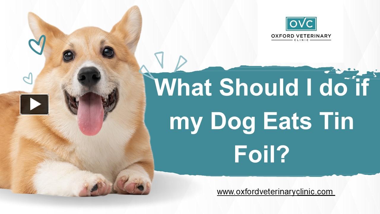 PPT What Should I do if my Dog Eats in Foil PowerPoint presentation