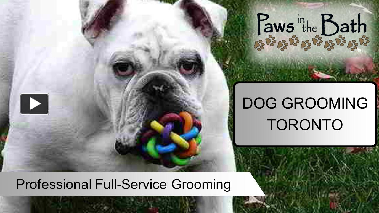 PPT Toronto's Premier Dog Grooming Services Paws in the Bath