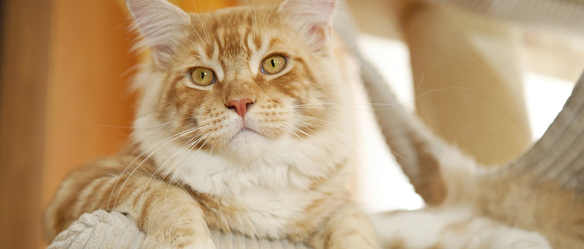 Pet, Dog Boarding Napoleon & Archbold OH, Ft. Wayne IN Pampered Pets