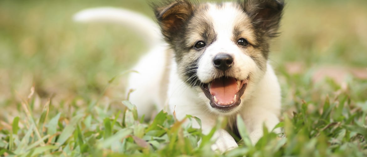 Pet, Dog Boarding Napoleon & Archbold OH, Ft. Wayne IN Pampered Pets