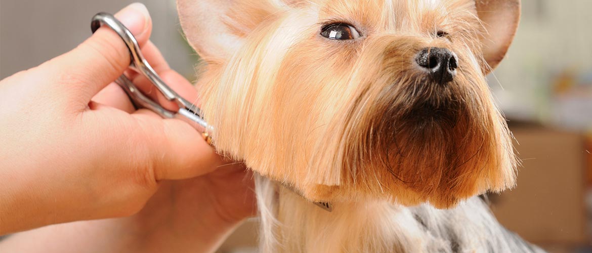 Pet, Dog Boarding Napoleon & Archbold OH, Ft. Wayne IN Pampered Pets