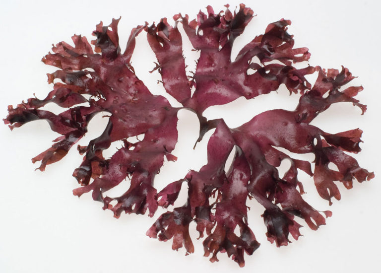 Sustainable Aquaculture The Seaweed Industry in New England