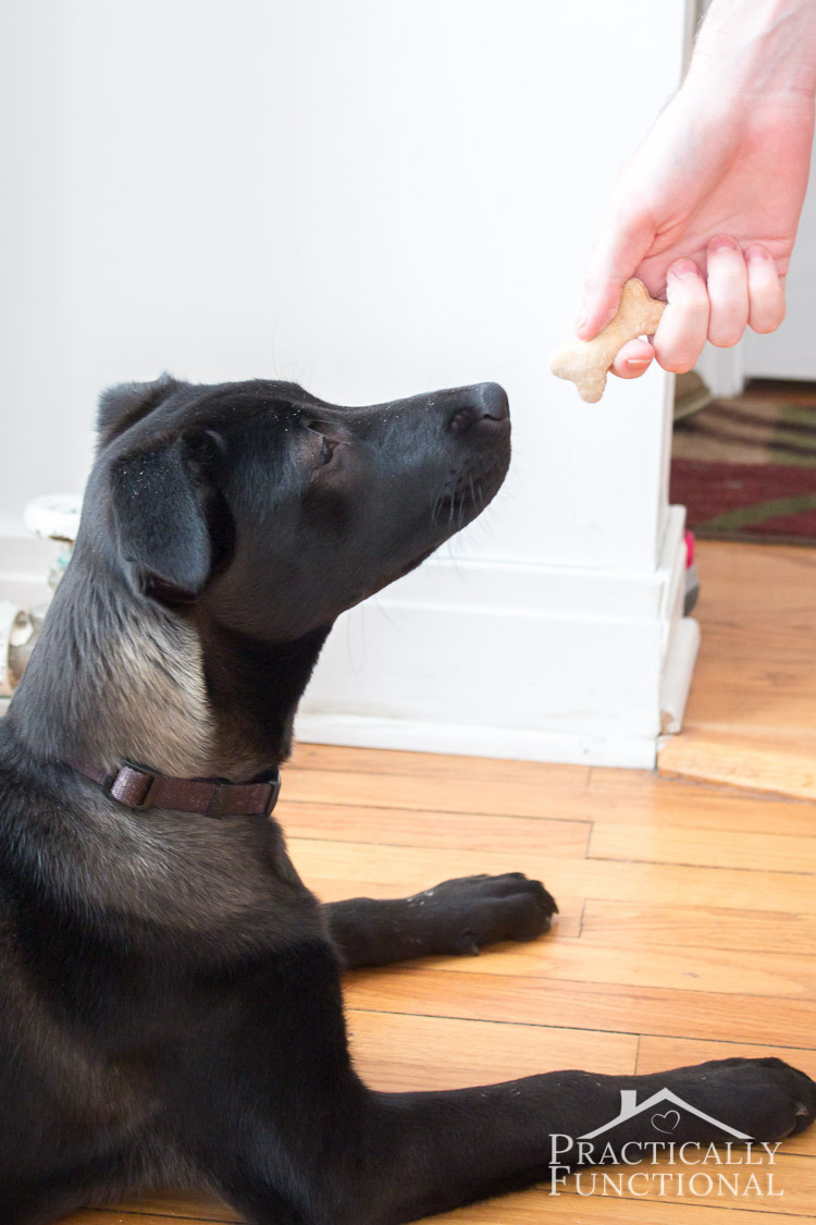How To Make Homemade Dog Biscuit Treats