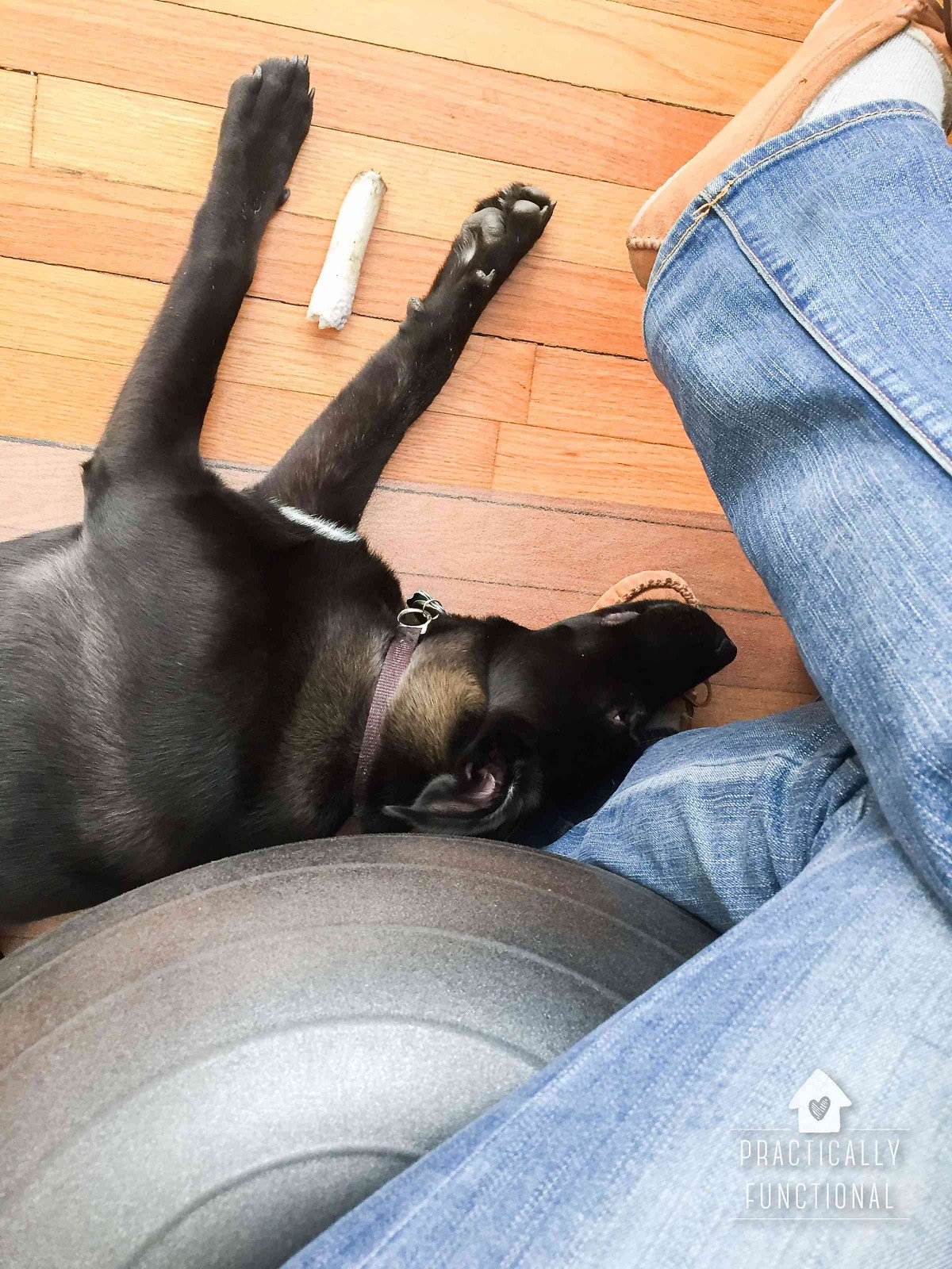 How To Show Your Dog You Love Them