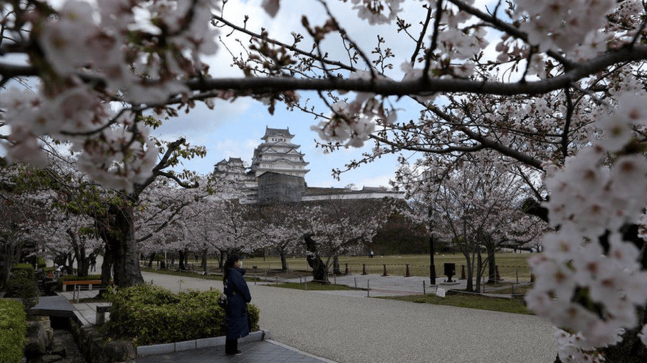 The National Trust is planting cherry and other blossoms across UK