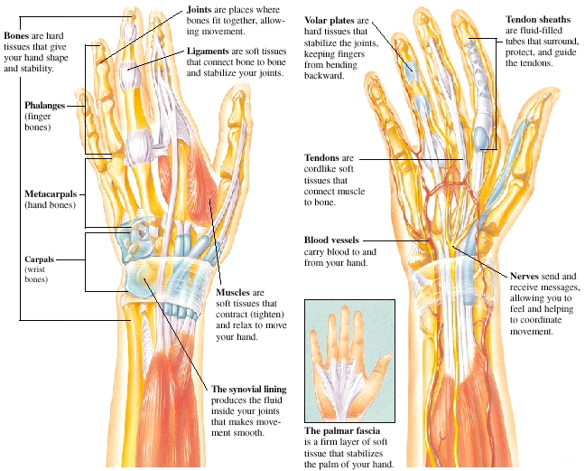 Hand, Parts of Anatomy and Physiology Health Updates