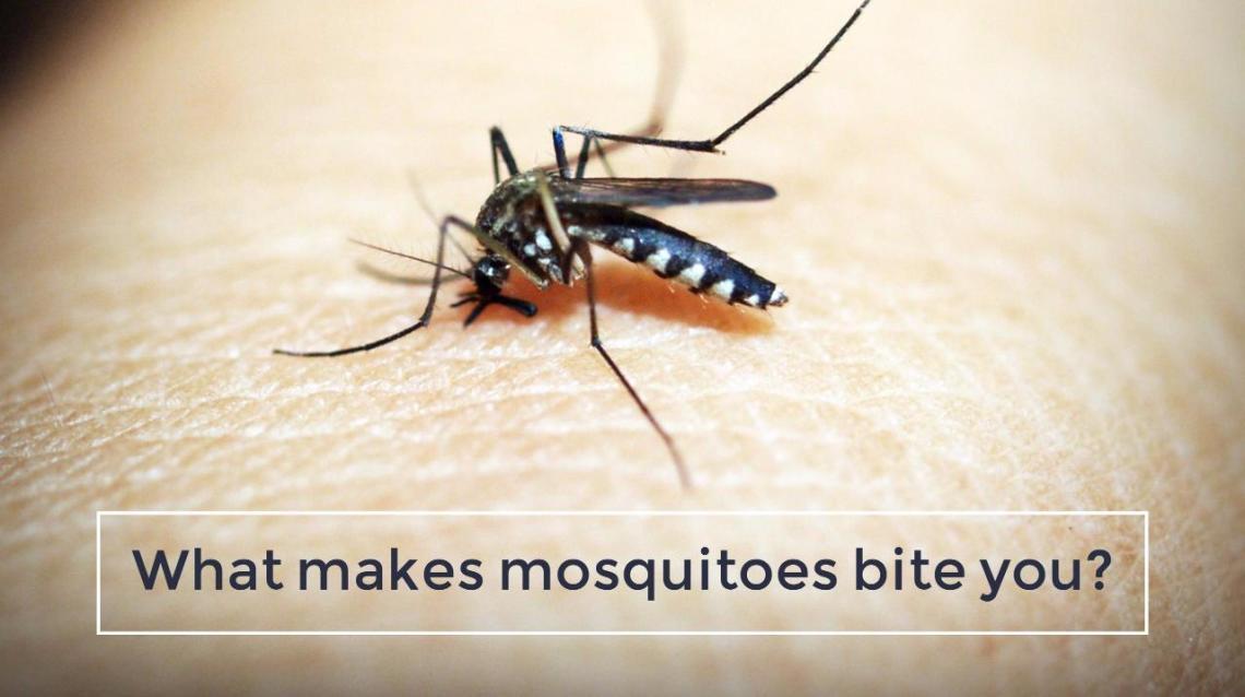 How to Prevent Mosquito Bites Naturally