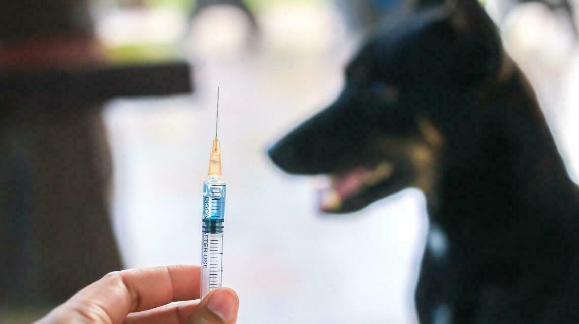 How Many Injections Are Needed After Dog Bite