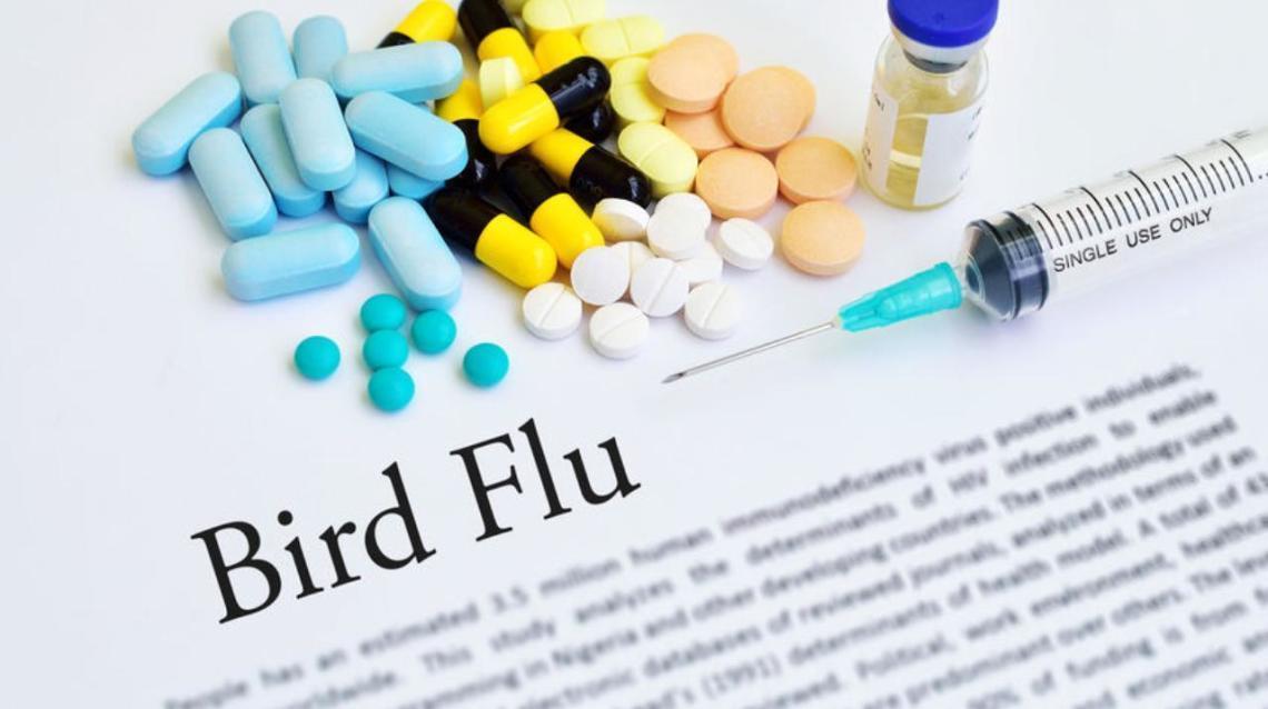 All You Need to Know About Bird Flu