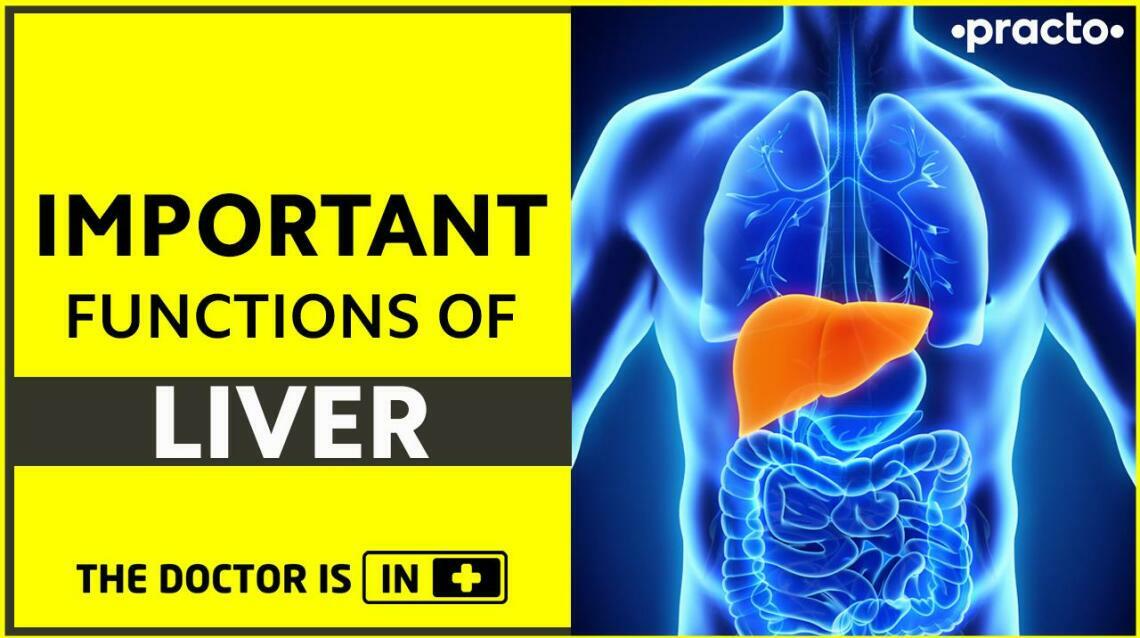 Important Functions of The Liver