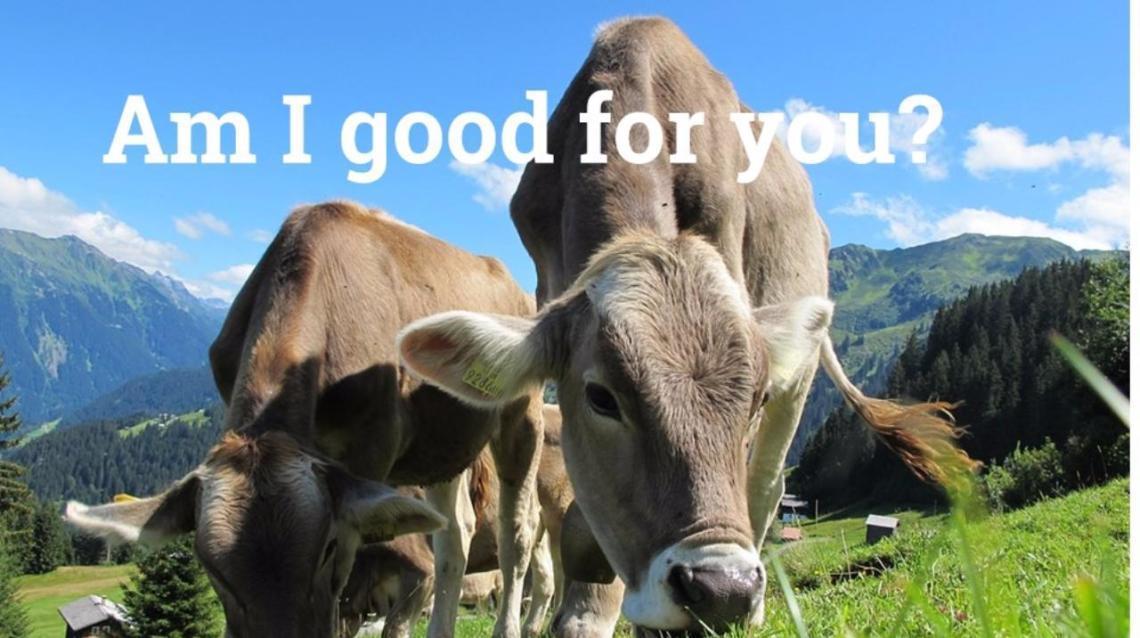 Is Cows Milk Safe for You?