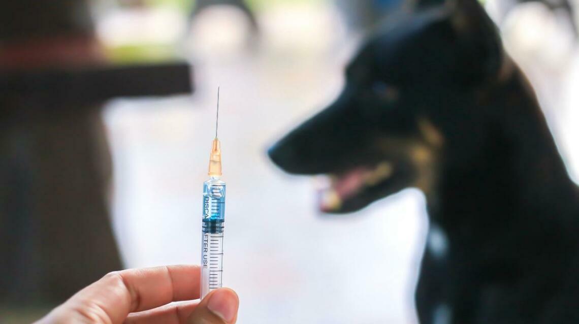 How Many Injections Are Needed For Dog Bite