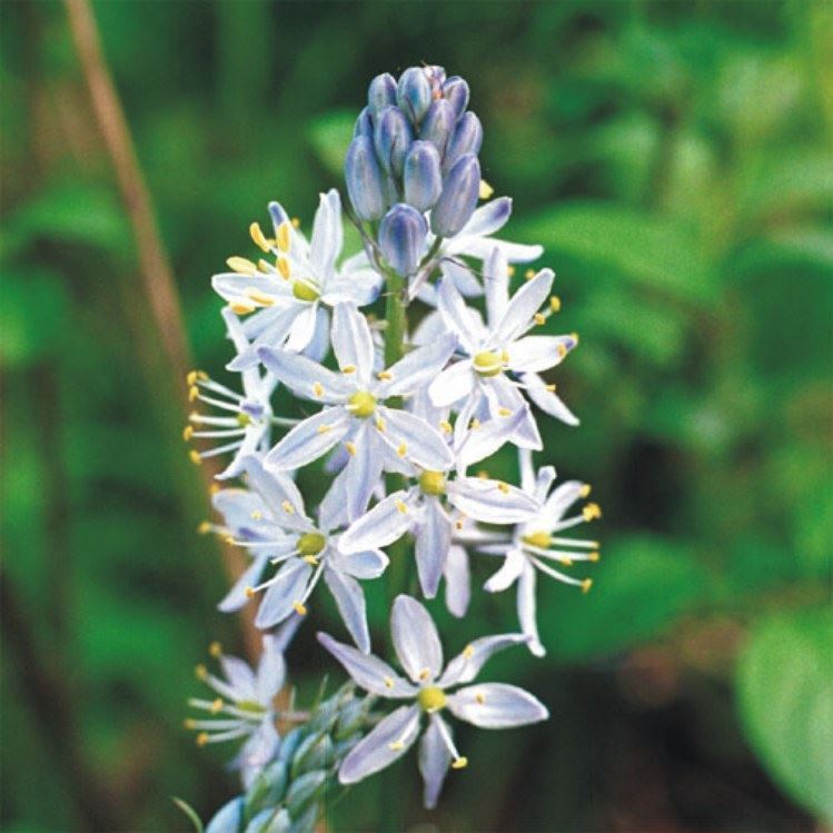 Prairie Future Seed Company. Wild Hyacinth Seed