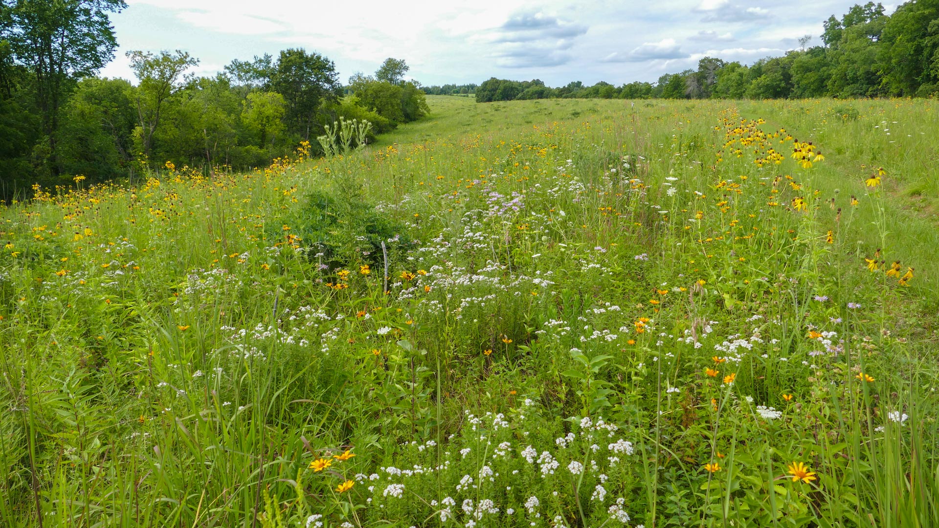 Prairie Haven Native Habitat Restoration in Western Wisconsin