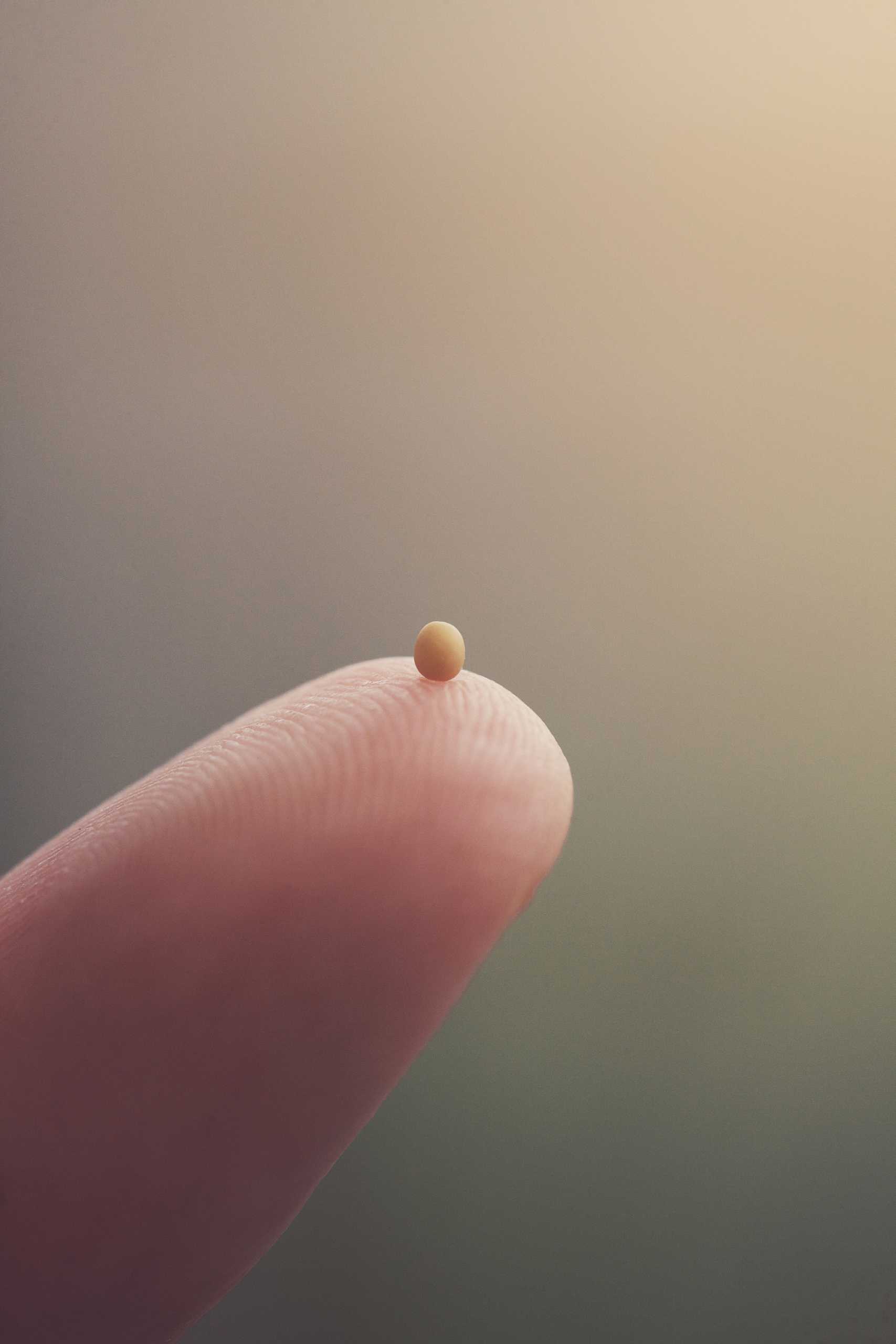 The Parable of the Mustard Seed