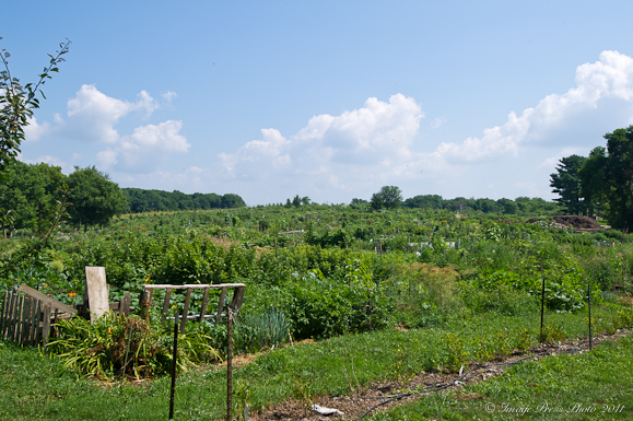Jalapeno Sauce and Eagle Heights Community Garden in Madison, Wisconsin