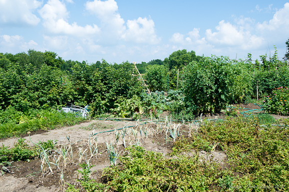 Jalapeno Sauce and Eagle Heights Community Garden in Madison, Wisconsin