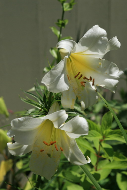 Easter Lilies Preaching Today