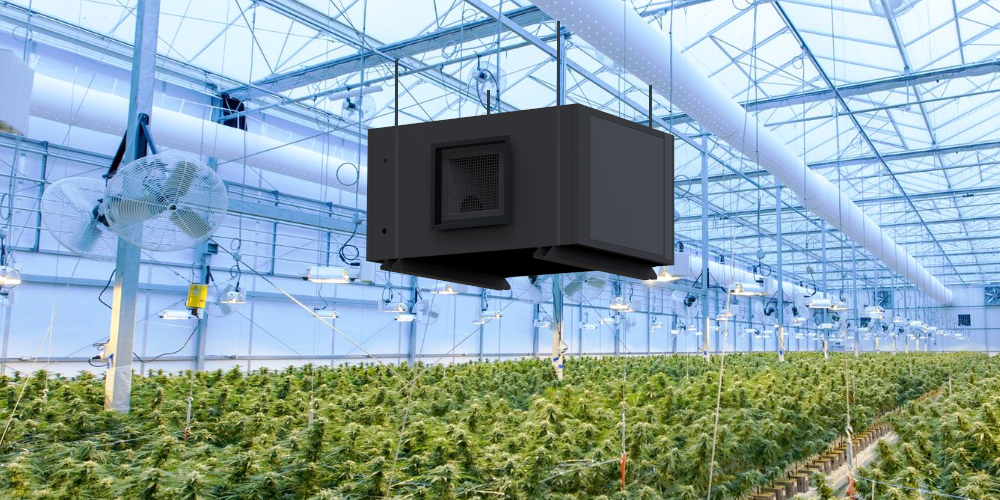 How Do I Keep Mold out of My Grow Room Preair