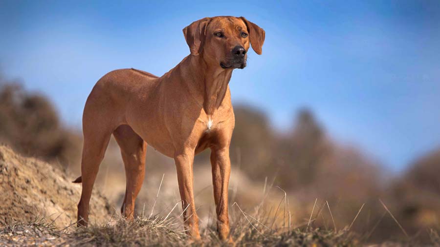 Perro Crestado Rodesiano precio, información, características del
