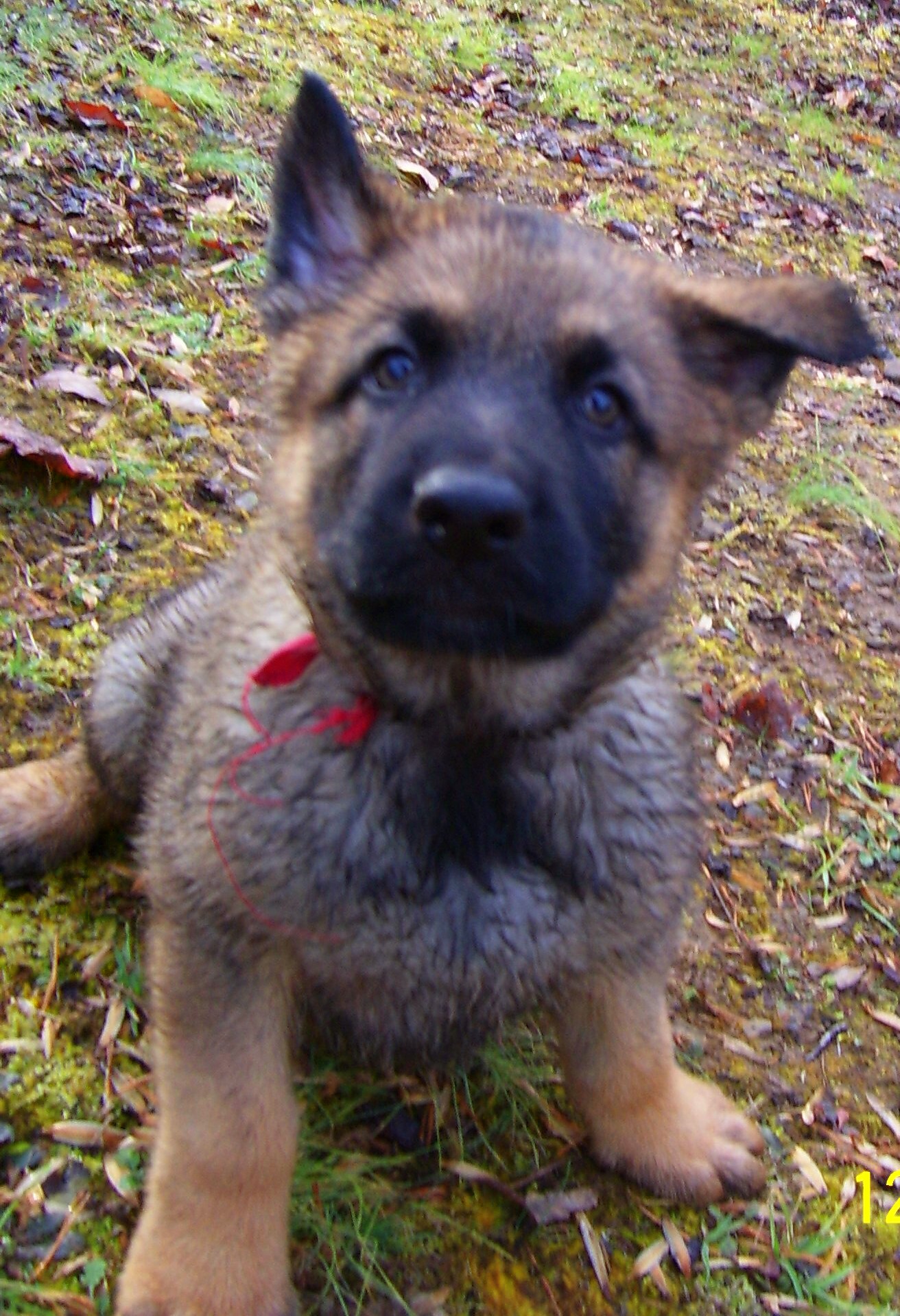 +35 West Virginia German Shepherd Breeders