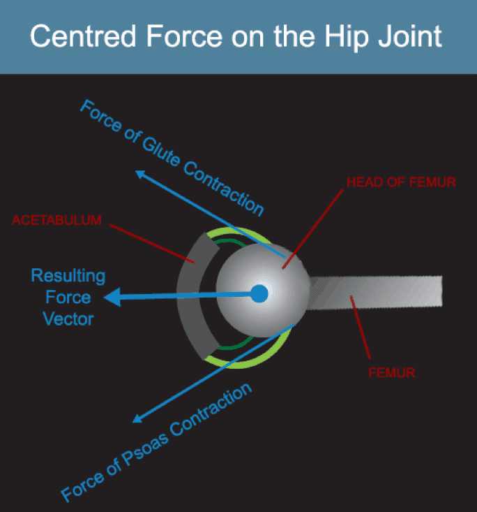 [5DHMC] Day 3 Hip Joint Alignment